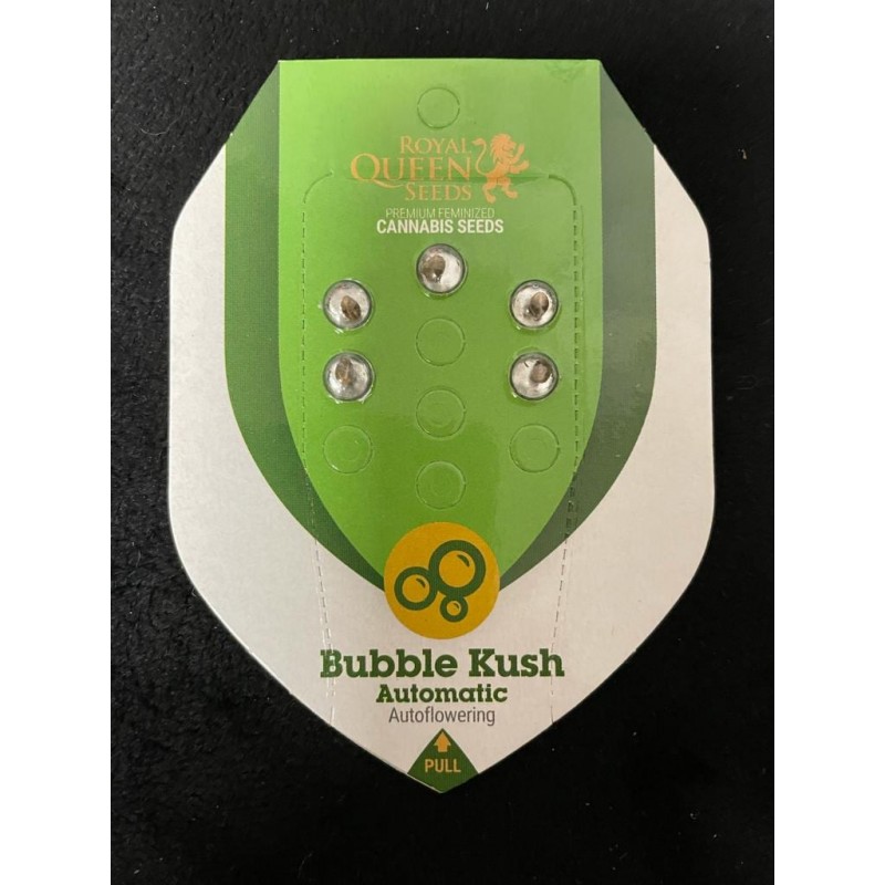 Bubble Kush Royal Quenn Automatic Seeds 